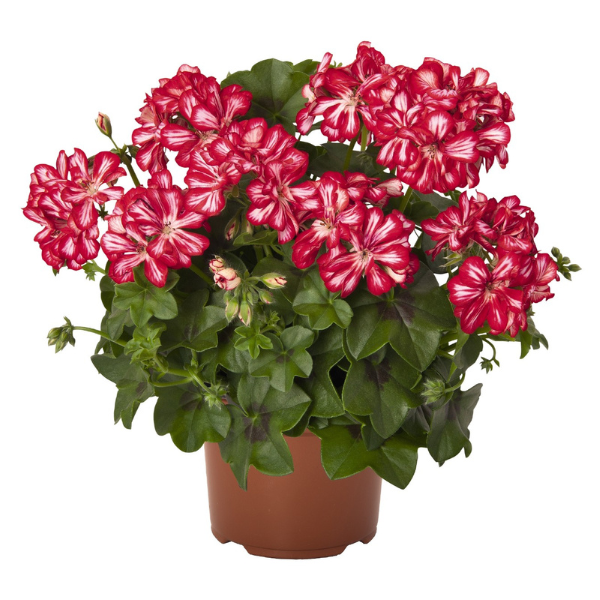 Pelargonium