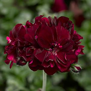 Geranium Ivy pelargonium peltatum 'Ivy League Burgundy'