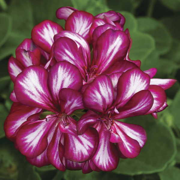 Geranium Ivy pelargonium peltatum 'Ivy League Burgundy Bicolor'