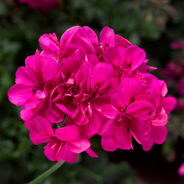 Geranium Ivy pelargonium peltatum 'Ivy League Deep Pink'