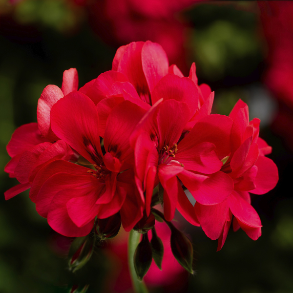 Geranium Ivy pelargonium peltatum 'Ivy League Hot Coral'