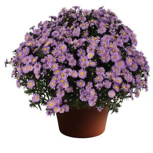 Aster Novi-Belgii 'Daydream Lavender'