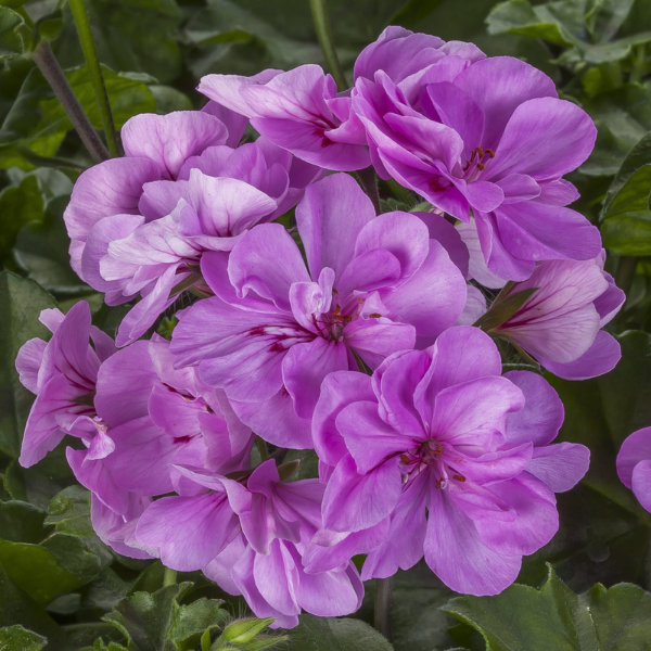 Geranium Ivy pelargonium peltatum 'Ivy League Light Lavender'