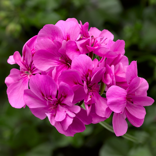 Geranium Ivy pelargonium peltatum 'Ivy League Orchid'