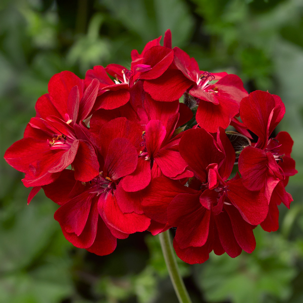 Geranium Ivy pelargonium peltatum 'Ivy League Red'