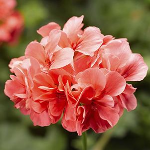 Geranium Ivy pelargonium peltatum 'Ivy League Salmon'