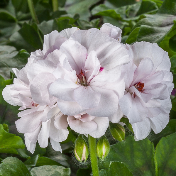 Geranium Ivy pelargonium peltatum 'Ivy League White'