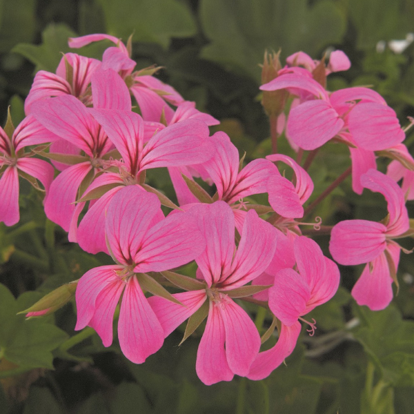 Geranium Ivy pelargonium peltatum 'Minicascade Lavender'