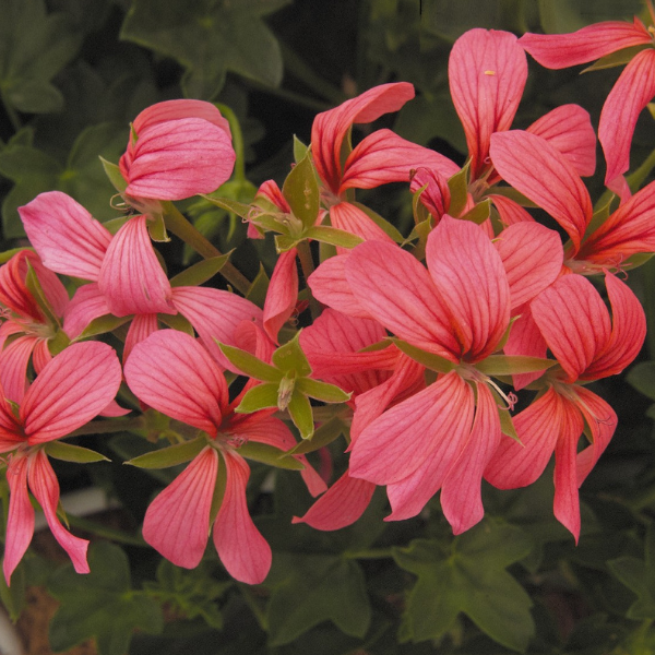 Geranium Ivy pelargonium peltatum 'Minicascade Pink'