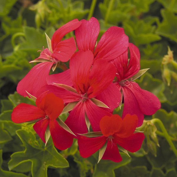 Geranium Ivy pelargonium peltatum 'Minicascade Red'