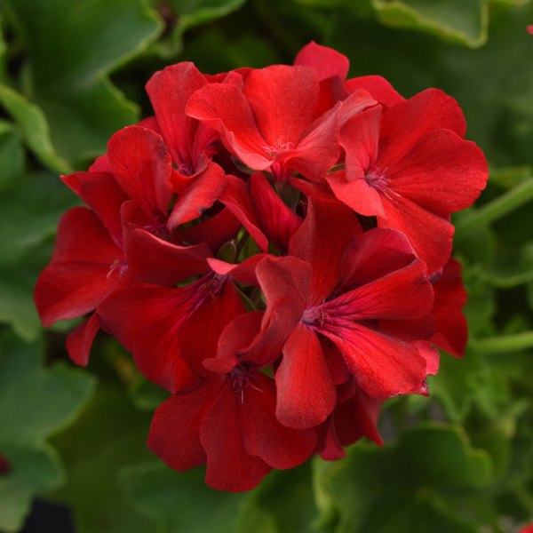 Geranium Hybrid 'Marcada Dark Red'