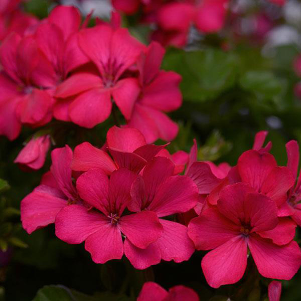 Geranium Hybrid 'Marcada Magenta'