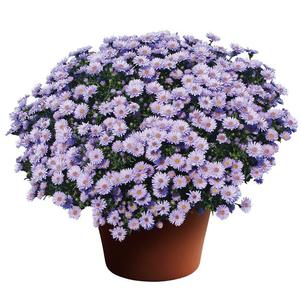 Aster Novi-Belgii 'Days Blue'