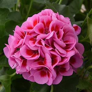 Geranium Hybrid 'Marcada Pink'