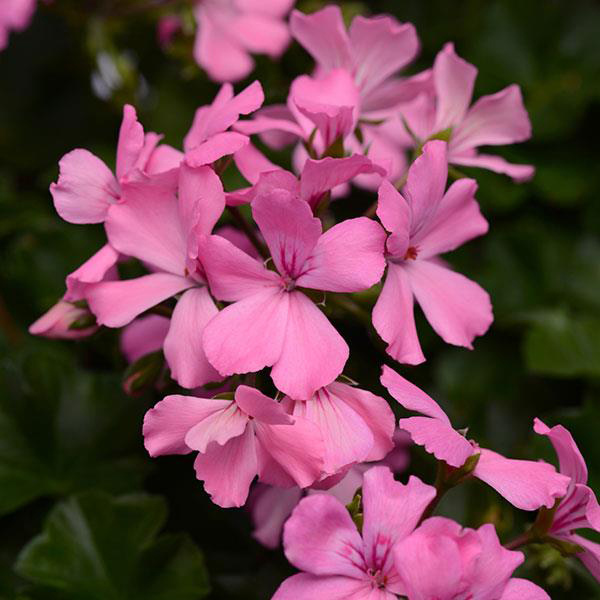 Geranium Hybrid 'Marcada Pink'