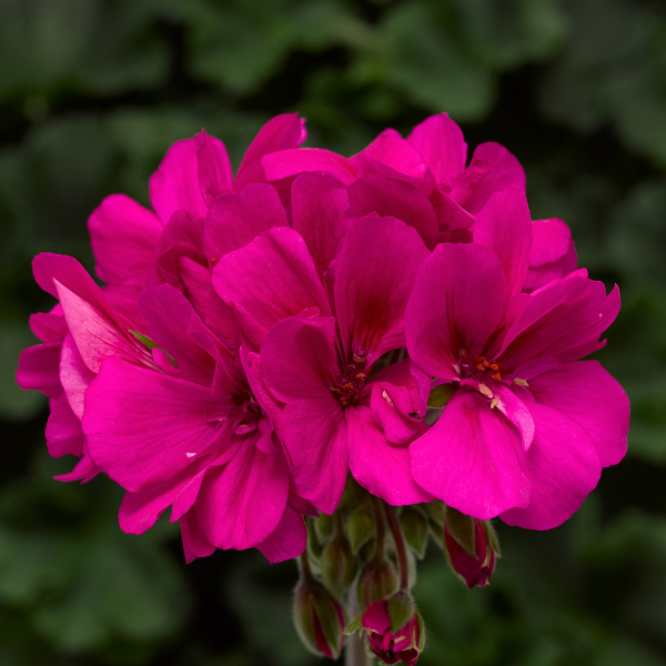 Geranium Hybrid 'Moxie Hot Pink'