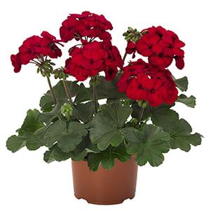 Geranium Hybrid 'Sarita Dark Red '19'