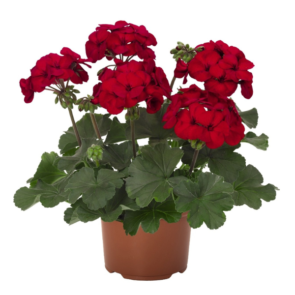 Geranium Hybrid 'Sarita Dark Red '19'