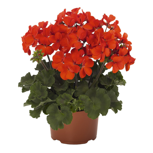 Geranium Hybrid 'Sarita Fire'