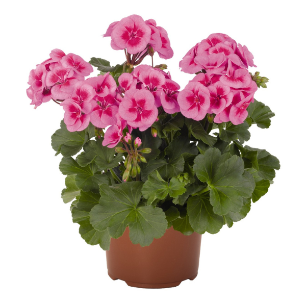 Geranium Hybrid 'Sarita Lilac Splash'