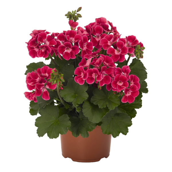 Geranium Hybrid 'Sarita Neon Sizzle'