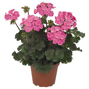 Geranium Hybrid 'Sarita Pink'