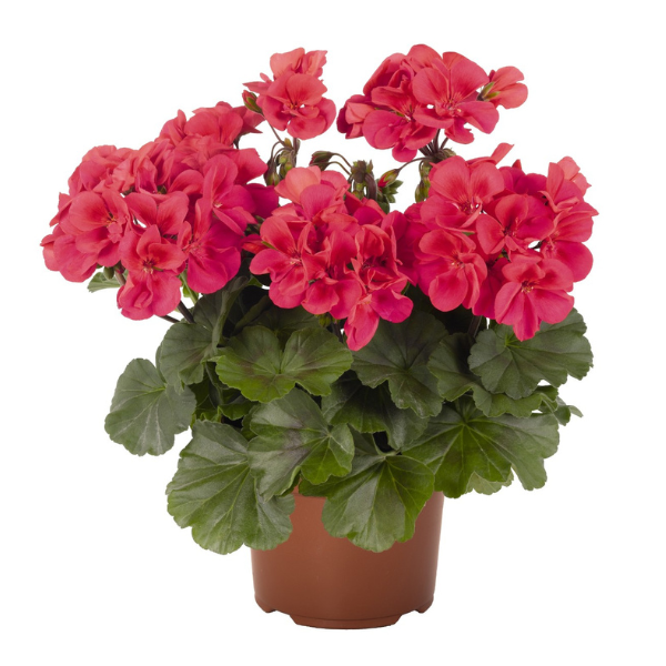 Geranium Hybrid 'Sarita Punch'