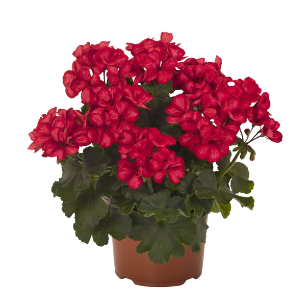 Geranium Hybrid 'Sarita Sunstar Red'