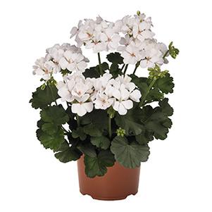 Geranium Hybrid 'Sarita White'