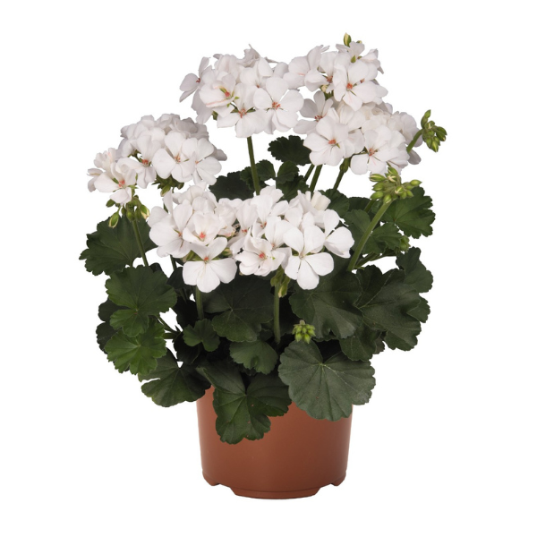 Geranium Hybrid 'Sarita White'