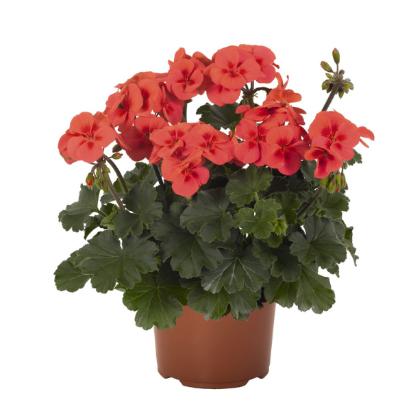 Geranium Hybrid 'Sarita Wild Salmon'