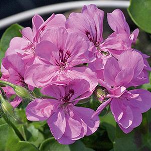 Geranium Ivy pelargonium peltatum 'Royal Amethyst'