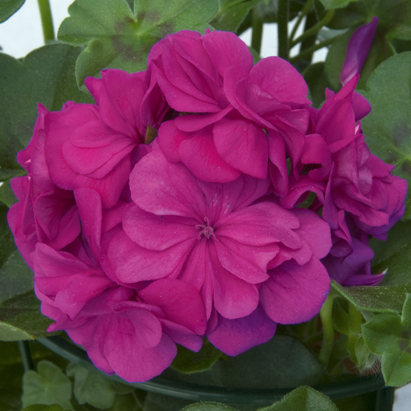 Geranium Ivy pelargonium peltatum 'Royal Blue'