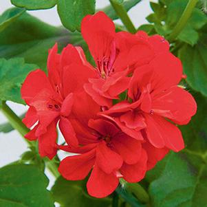 Pelargonium