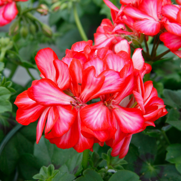 Geranium Ivy pelargonium peltatum 'Royal Candy Cane'