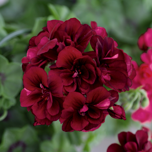 Geranium Ivy pelargonium peltatum 'Royal Dark Burgundy'