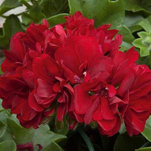 Geranium Ivy pelargonium peltatum 'Royal Dark Red'