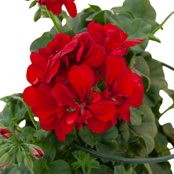 Geranium Ivy pelargonium peltatum 'Royal Dark Red'