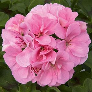 Geranium Ivy pelargonium peltatum 'Royal Light Pink'