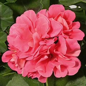 Geranium Ivy pelargonium peltatum 'Royal Pink'