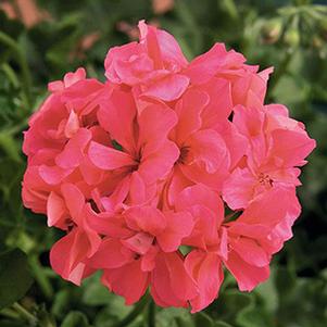 Geranium Ivy pelargonium peltatum 'Royal Salmon'