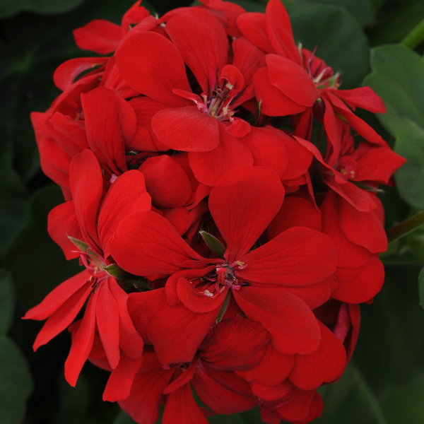 Geranium Ivy pelargonium peltatum 'Royal Scarlet Red'