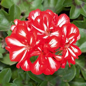 Geranium Ivy pelargonium peltatum 'Royal Sweet Candy'