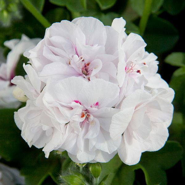 Geranium Ivy pelargonium peltatum 'Royal White'