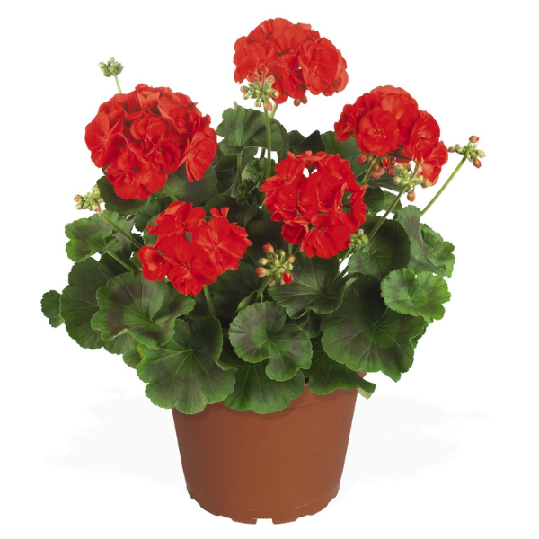 Geranium Zonal pelargonium zonale 'Maestro Idols Bright Red'