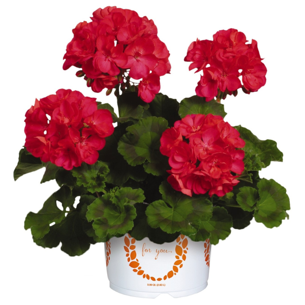 Pelargonium