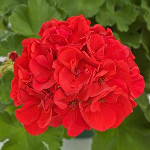 Geranium Zonal pelargonium zonale 'Maestro Idols Deep Red'