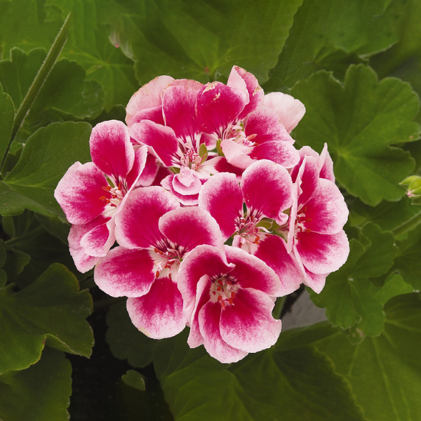 Geranium Zonal pelargonium zonale 'Maestro Idols Light Pink Parfait'