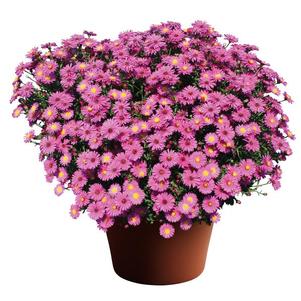 Aster Novi-Belgii 'Hazy Dark Pink'