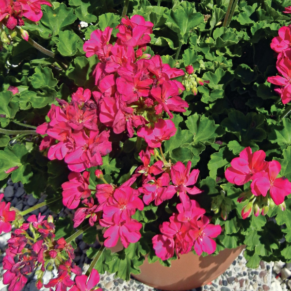 Geranium Zonal pelargonium zonale 'Maestro Idols Neon Violet'